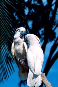 Parrots-Singapore-16