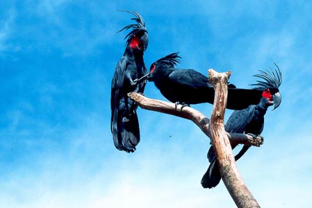 Parrots-Singapore-25