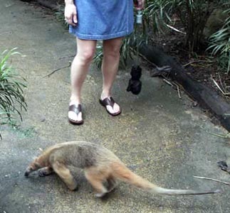 singapore-zoo-anteater