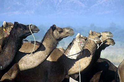 camels