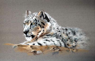 snow leopard