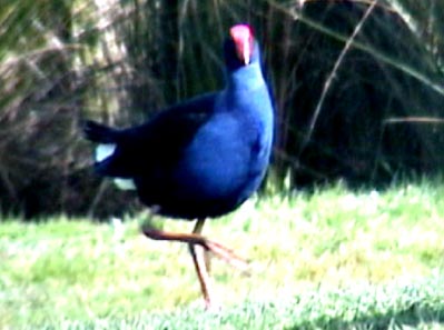pukeko3