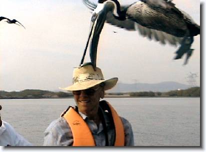 40pelican_hat