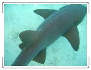 Nurse Shark