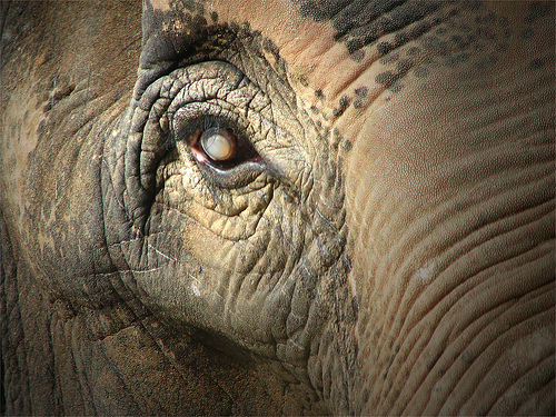 elephant