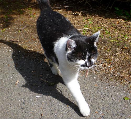 cat that looks like Hitler 2