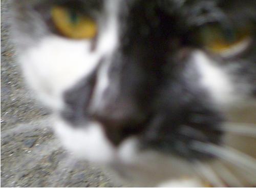 cat that looks like Hitler