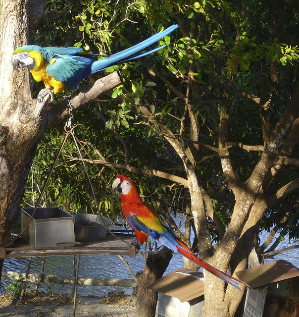 parrots