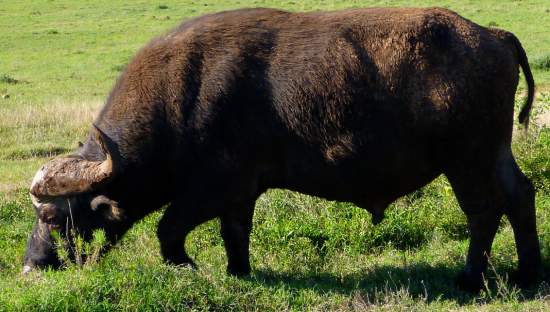 Cape Buffalo