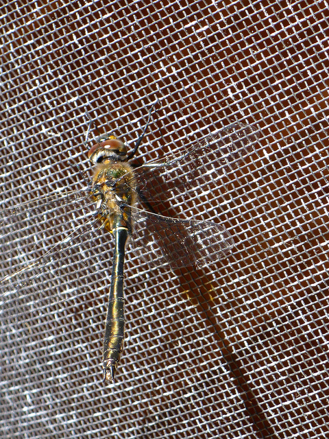 dragonfly