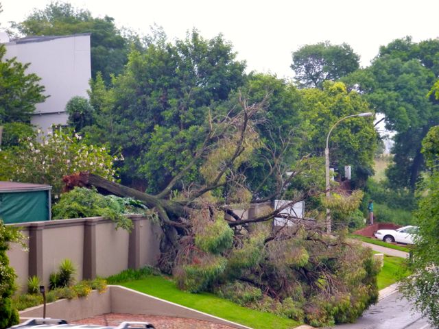 tree down JoBurg