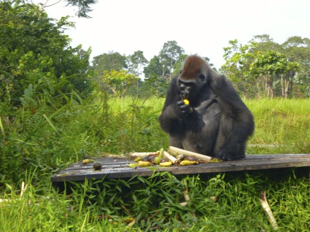 bread was his favourite dinner food