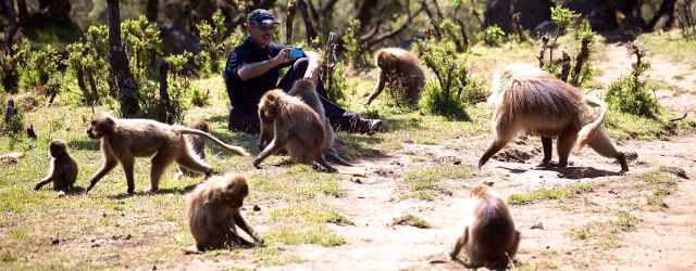 Simien - Rick baboons