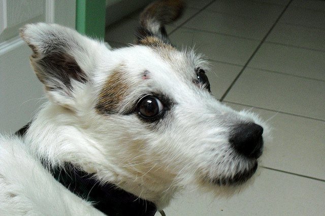 4631787313_b3c03310df_z