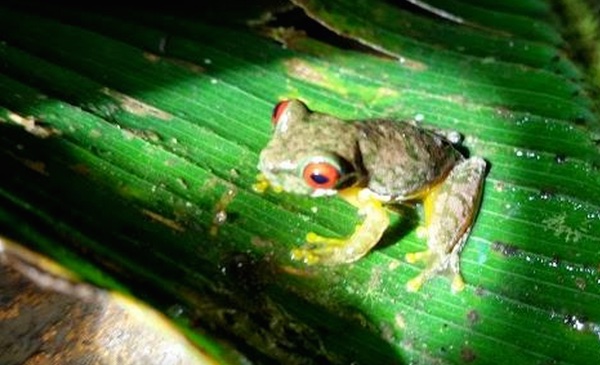red-eyed frog