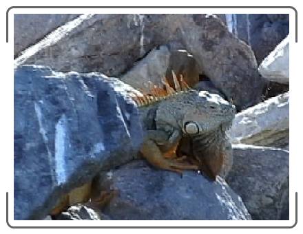 iguana2
