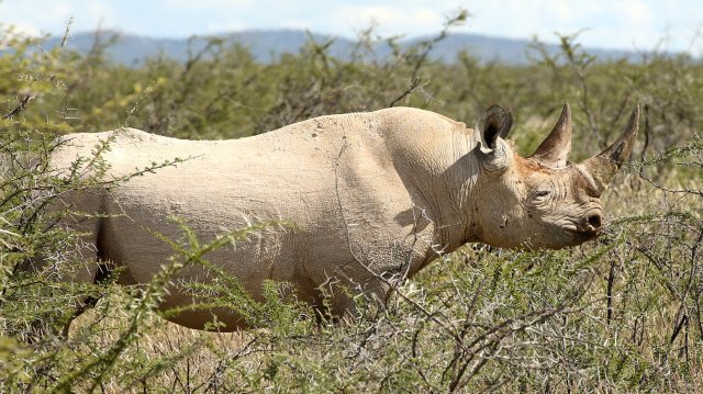 black-rhino-etosha-namibia_wide-40b65374e6f35f56faf85d069d2b72ba87191945-s1500-c85