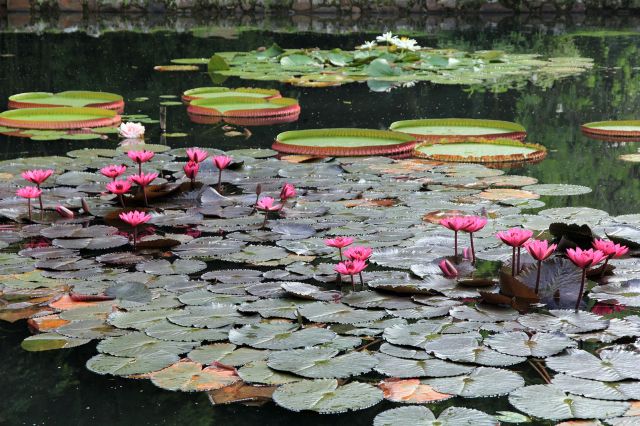 Jardim_Botânico_do_Rio_de_Janeiro_Vitória-Régia_I