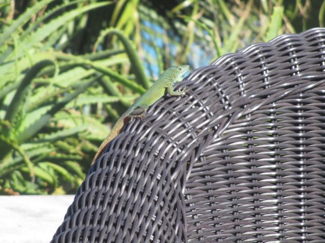 Grotto Resort, Bermuda